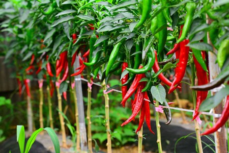 Red chilli Red chilli
