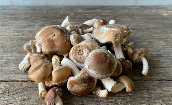 shiitake Mushroom Powder shiitake Mushroom Powder